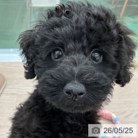 埼玉県のトイプードル(トイ) (ペットプラス 上尾店/2026年3月5日生まれ/男の子/ブラック)の子犬の3枚目の画像