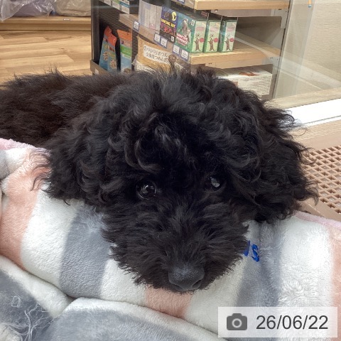 埼玉県のトイプードル(トイ) (ペットプラス 八潮店/2026年3月5日生まれ/女の子/ブラック)の子犬の4枚目の画像