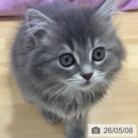 マンチカンの写真