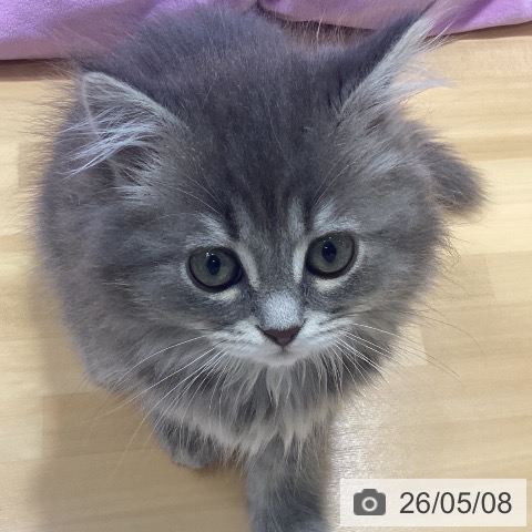マンチカンの写真
