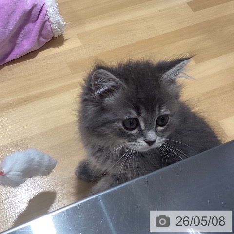 マンチカンの写真