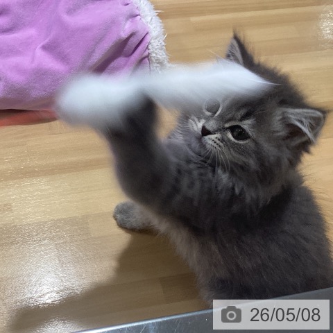マンチカンの写真