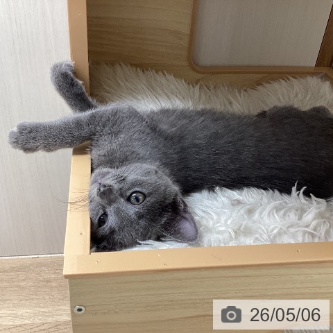 ロシアンブルーの写真