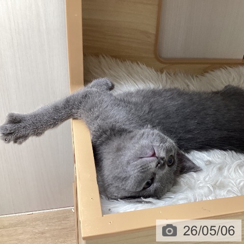 ロシアンブルーの写真