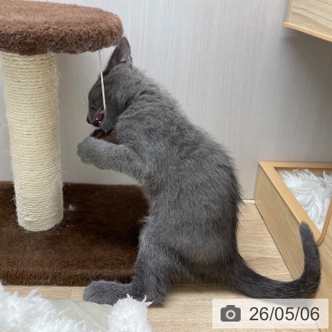 ロシアンブルーの写真