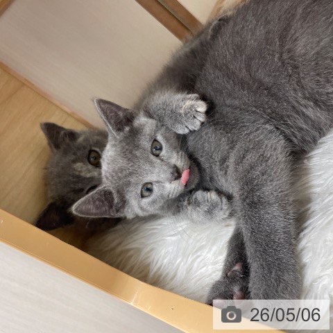 ロシアンブルーの写真