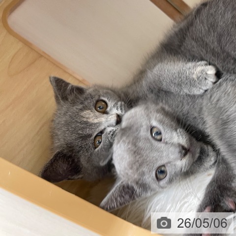ロシアンブルーの写真
