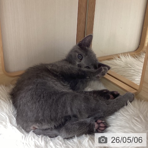 ロシアンブルーの写真