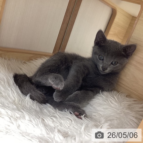 ロシアンブルーの写真