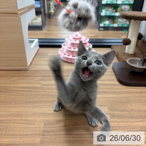 茨城県のロシアンブルー (ペッツワン つくば店/2026年3月5日生まれ/女の子/ブルー)の子猫の4枚目の画像