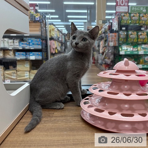 茨城県のロシアンブルー (ペッツワン つくば店/2026年3月5日生まれ/女の子/ブルー)の子猫の3枚目の画像
