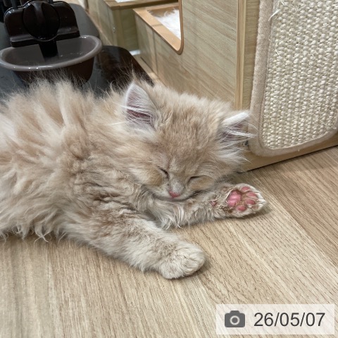 サイベリアンの写真