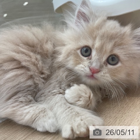 東京都のサイベリアン (ペットプラス 大井町トラックス店/2026年2月27日生まれ/男の子/クリームタビー)の子猫の4枚目の画像