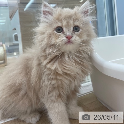東京都のサイベリアン (ペットプラス 大井町トラックス店/2026年2月27日生まれ/男の子/クリームタビー)の子猫の3枚目の画像