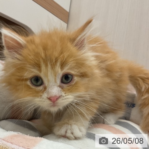 ラガマフィンの写真