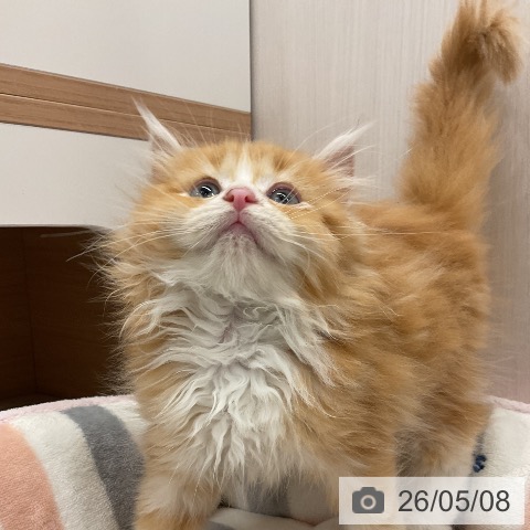 ラガマフィンの写真