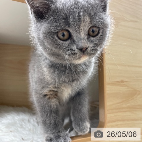 ブリティッシュショートヘアの写真