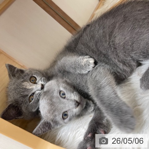 ブリティッシュショートヘアの写真