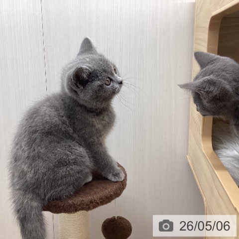 ブリティッシュショートヘアの写真