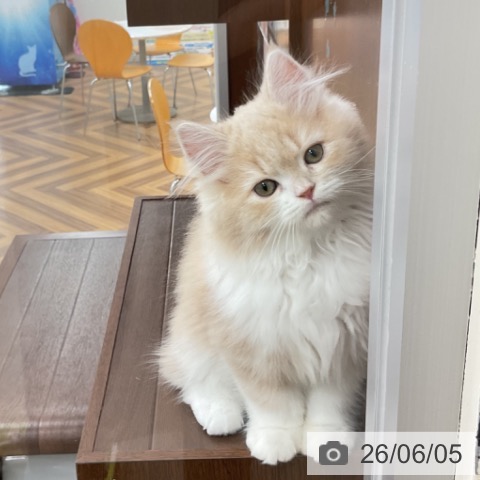 サイベリアンの写真