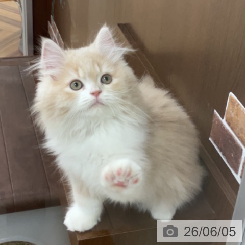 サイベリアンの写真