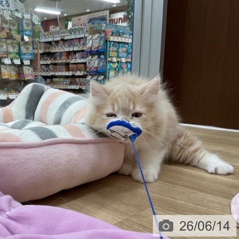 サイベリアンの写真