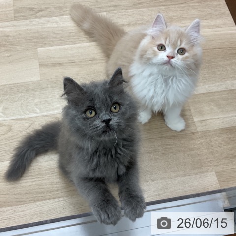 サイベリアンの写真