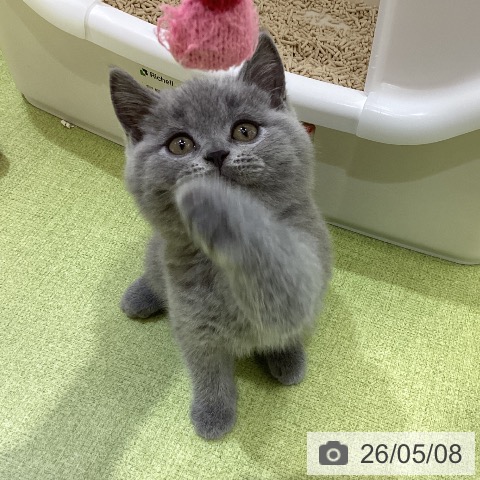 ブリティッシュショートヘアの写真