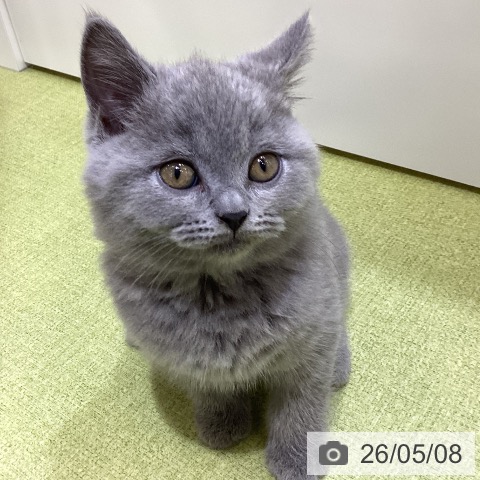 ブリティッシュショートヘアの写真