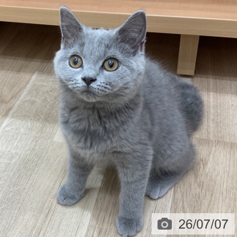 ブリティッシュショートヘアの写真