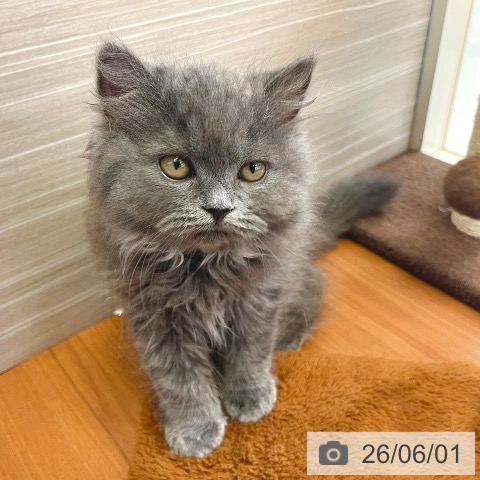 東京都のブリティッシュショートヘアー (ペットプラス 板橋店/2026年3月6日生まれ/男の子/ブルー)の子猫の4枚目の画像