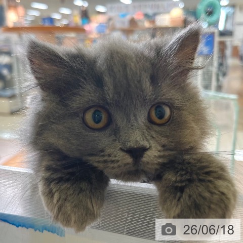 東京都のブリティッシュショートヘアー (ペットプラス 板橋店/2026年3月6日生まれ/男の子/ブルー)の子猫の4枚目の画像
