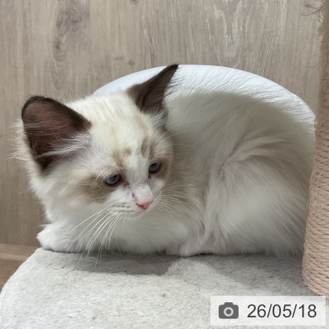 埼玉県のラグドール (ペットプラス 与野店/2026年3月3日生まれ/男の子/シールポイントバイカラー)の子猫の3枚目の画像