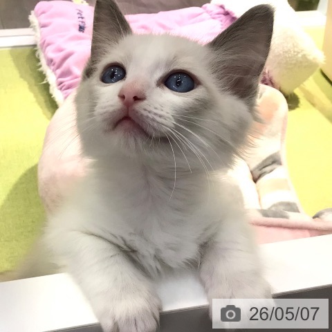 ラグドールの写真