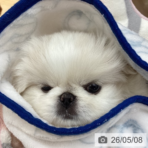 ペキニーズの写真