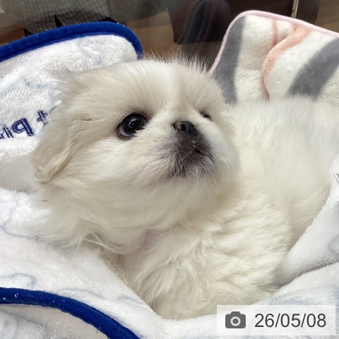 ペキニーズの写真