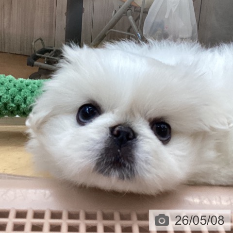 ペキニーズの写真