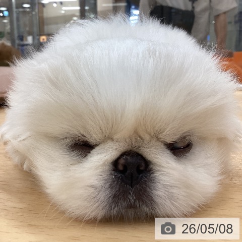 ペキニーズの写真