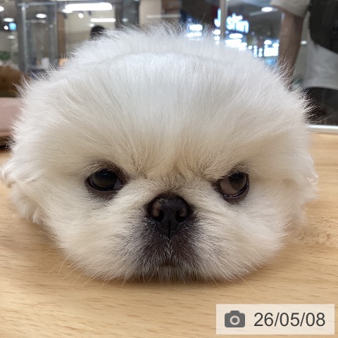ペキニーズの写真