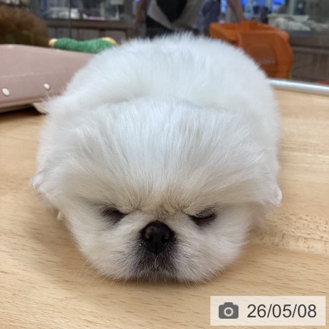 ペキニーズの写真