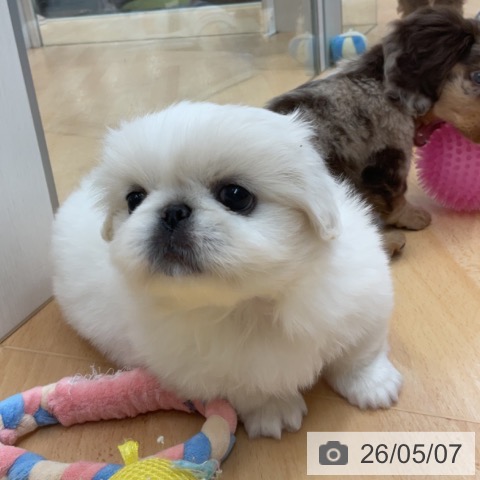 ペキニーズの写真