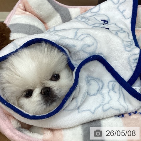 埼玉県のペキニーズ (ペットプラス 浦和美園店/2026年3月6日生まれ/女の子/ホワイト)の子犬の4枚目の画像