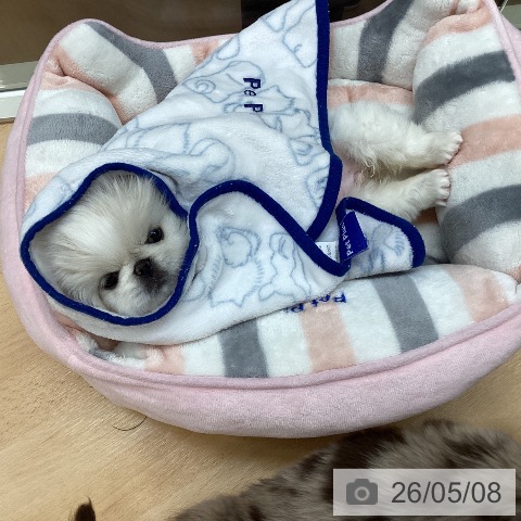 ペキニーズの写真