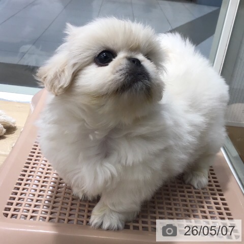 ペキニーズの写真
