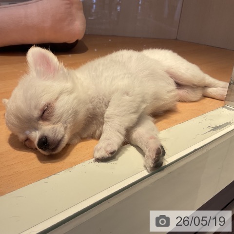 チワワの写真