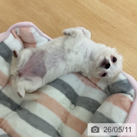 チワワの写真