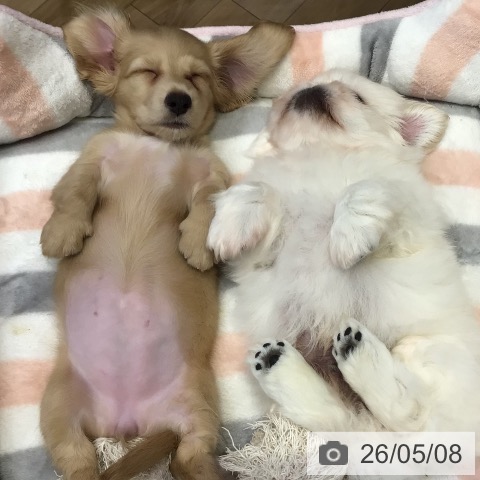 ミニチュア・ダックスフンドの写真