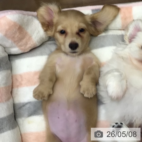 ミニチュア・ダックスフンドの写真