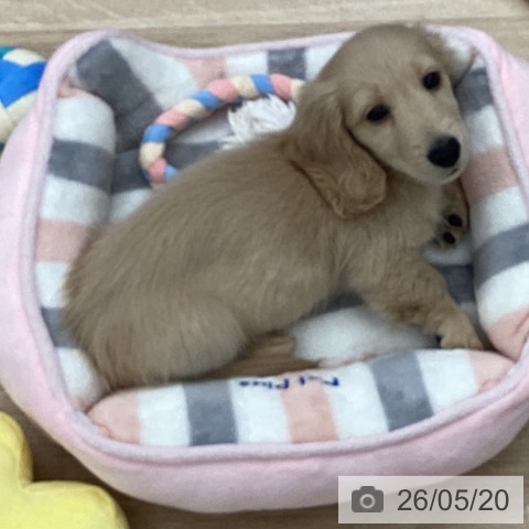 千葉県のミニチュアダックスフンド(ロング) (ペットプラス 船橋店/2026年3月7日生まれ/男の子/イエロー)の子犬の4枚目の画像