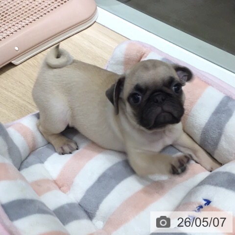 パグの写真